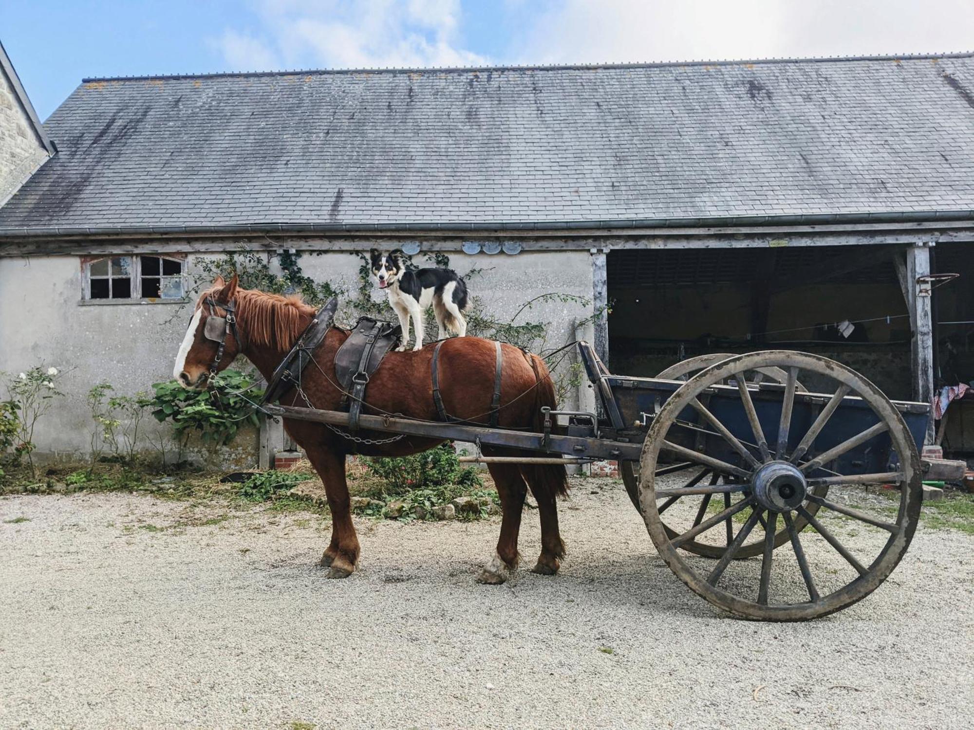 Ferme De Franqueville 생마리뒤몽 외부 사진