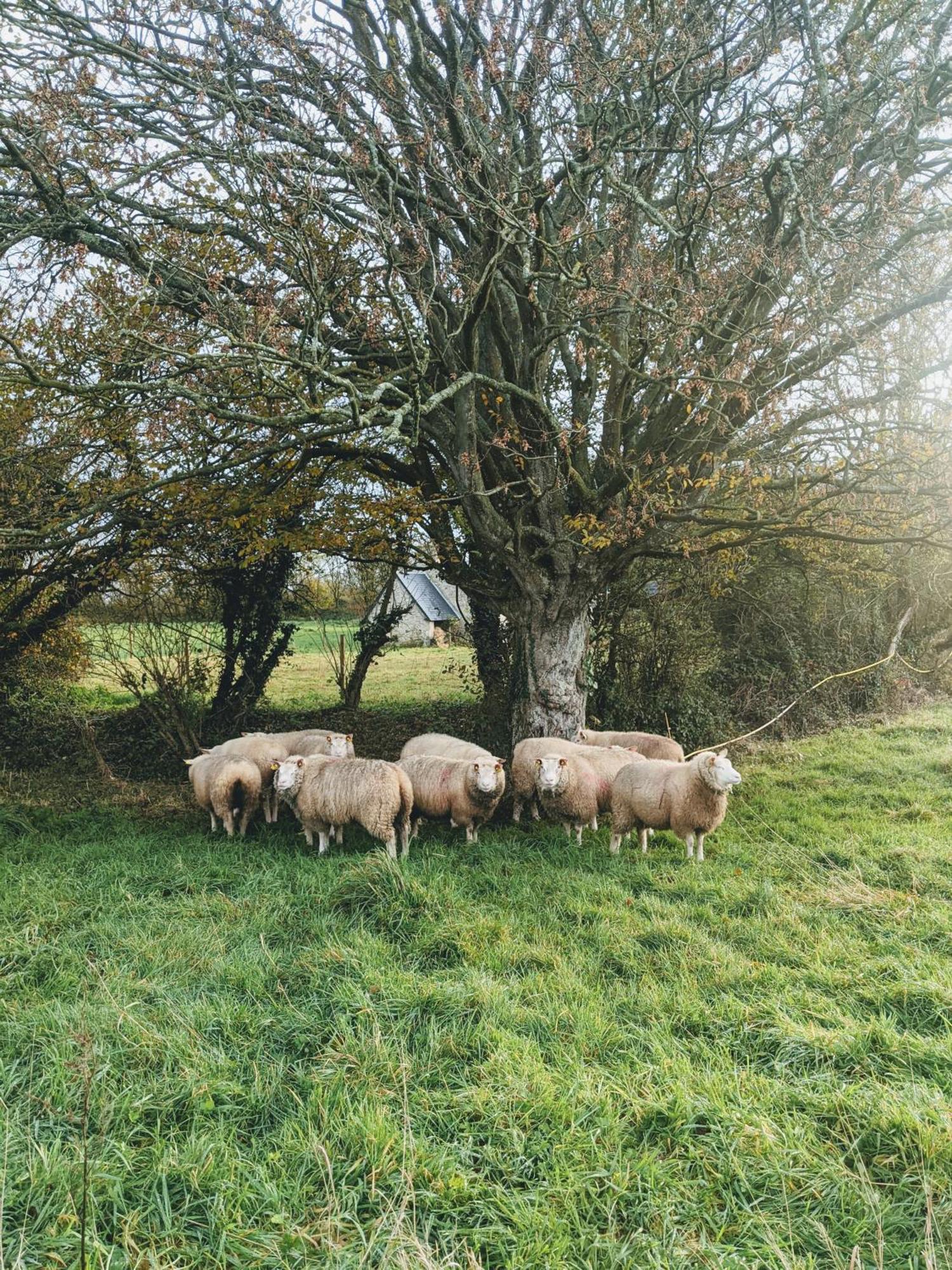 Ferme De Franqueville 생마리뒤몽 외부 사진